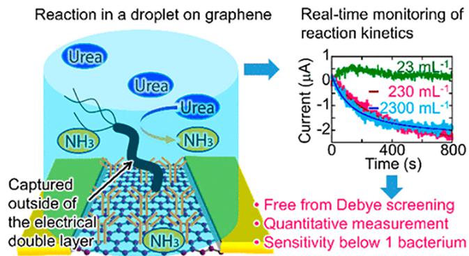 微流控芯片内的石墨烯传感器检测微小样品中的细菌