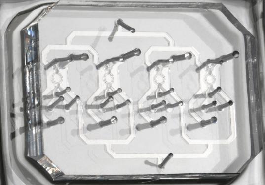 在微流控芯片上培养胚胎干细胞 在微流控芯片上培养胚胎干细胞