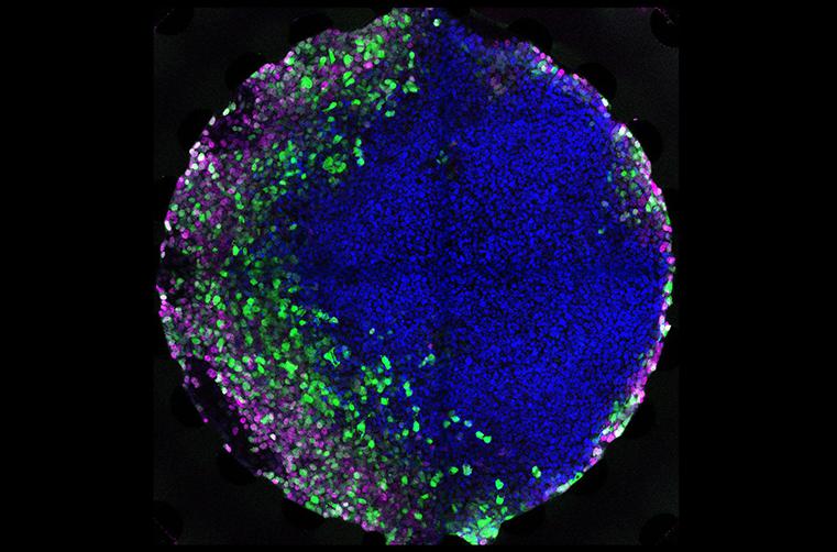 在微流控芯片上培养胚胎干细胞 在微流控芯片上培养胚胎干细胞