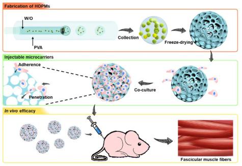 利用微流控技术构建高度贯通多孔微载体用于骨骼肌细胞的微创原位递送 利用微流控技术构建高度贯通多孔微载体用于骨骼肌细胞的微创原位递送
