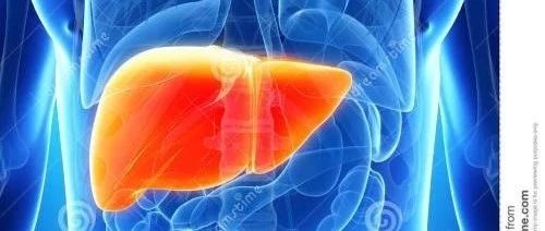仿生微流控肝芯片研究进展 仿生微流控肝芯片研究进展