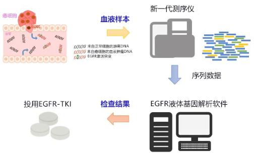 EGFR套件的使用示意图