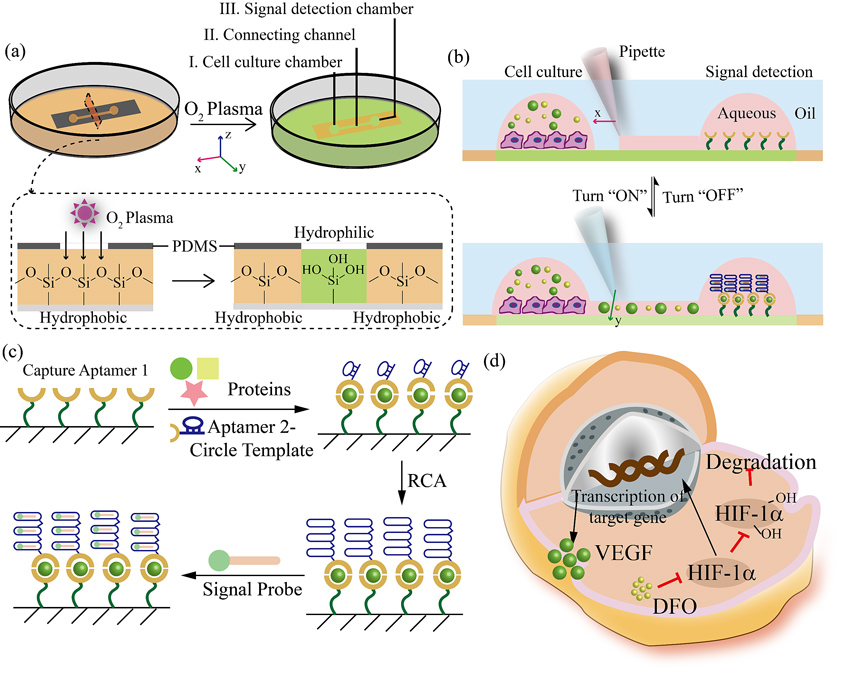 图 2开放式液体壁微流控芯片装置制作及检测原理