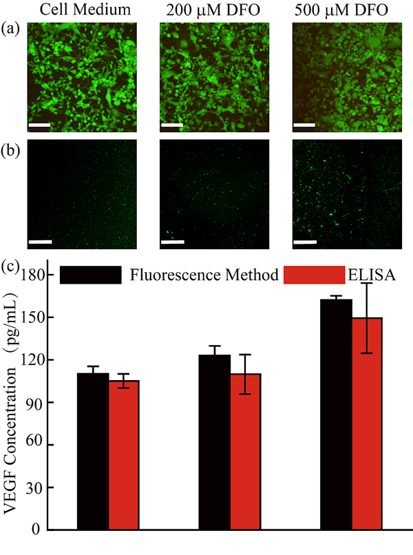 图 3缺氧条件下的VEGF蛋白在线检测