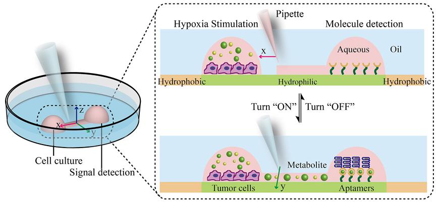 图1. 开放式液体壁微流控芯片装置上集成细胞培养及分泌蛋白检测