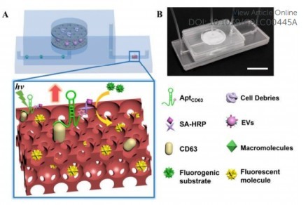 东南大学研究人员开发了一种名为ExoIDchip的微流体芯片，用于细胞外囊泡的有效分离和灵敏定量