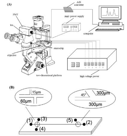 图2.使用倒置显微镜和PMT检测器在单个红细胞分析中进行微流控芯片电泳。