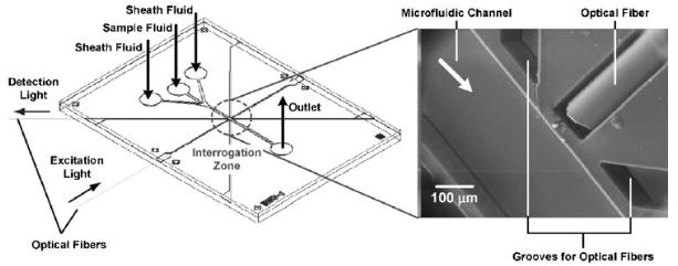 图3.嵌入式光纤在蛋白质免疫测定中用于荧光测量的用途