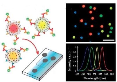 图5.用于免疫传感应用的QDs的示意荧光图像和发射光谱