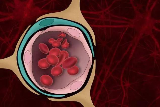 组织模型揭示血脑屏障在阿尔茨海默病中的作用