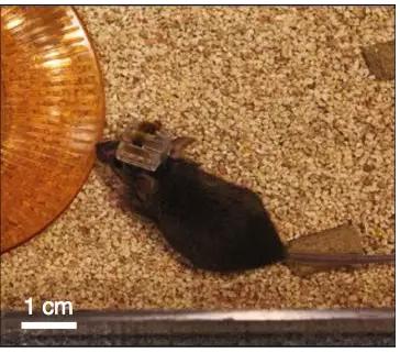 被戴上最新神经装置的小鼠