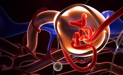 美国科学家开发出芯片上的肾小球 功能足以以假乱真 美国科学家开发出芯片上的肾小球 功能足以以假乱真