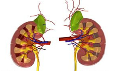 美国科学家开发出芯片上的肾小球 功能足以以假乱真 美国科学家开发出芯片上的肾小球 功能足以以假乱真