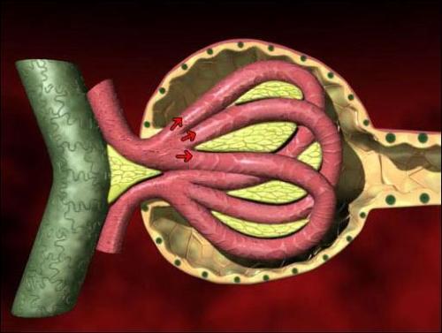 美国科学家开发出芯片上的肾小球 功能足以以假乱真 美国科学家开发出芯片上的肾小球 功能足以以假乱真