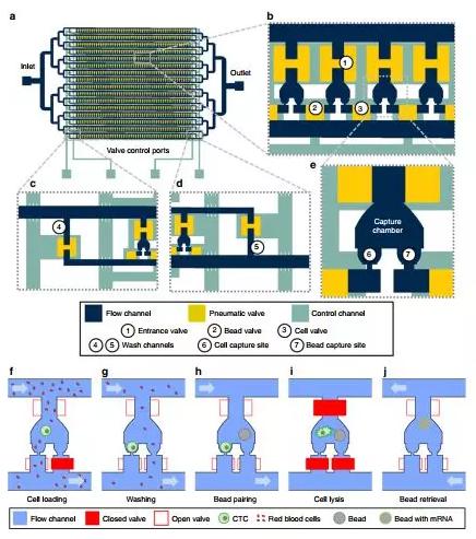 抓得着+单细胞分析:Hydro-Seq 抓得着+单细胞分析:Hydro-Seq