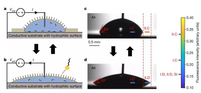含有离子型表面活性剂的水滴在硅基片上收缩和铺展，其接触角随直流电压改变。&nbsp;