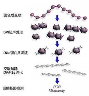 ChIP-seq技术简介 ChIP-seq技术简介