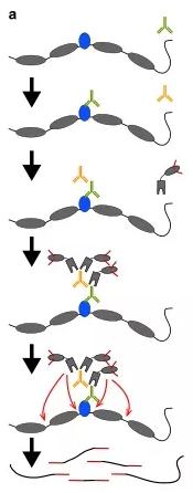 CUT-Tag技术 CUT-Tag技术