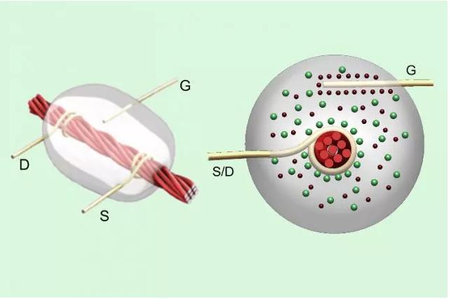 线基晶体管：碳纳米管涂覆的亚麻线在源极（S）和漏极（D）金属线之间携带电流，以响应栅极（G）检测到的电压。