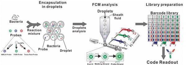 Figure 1.用于超复合细菌表型的SDwalker-Drop平台的示意图
