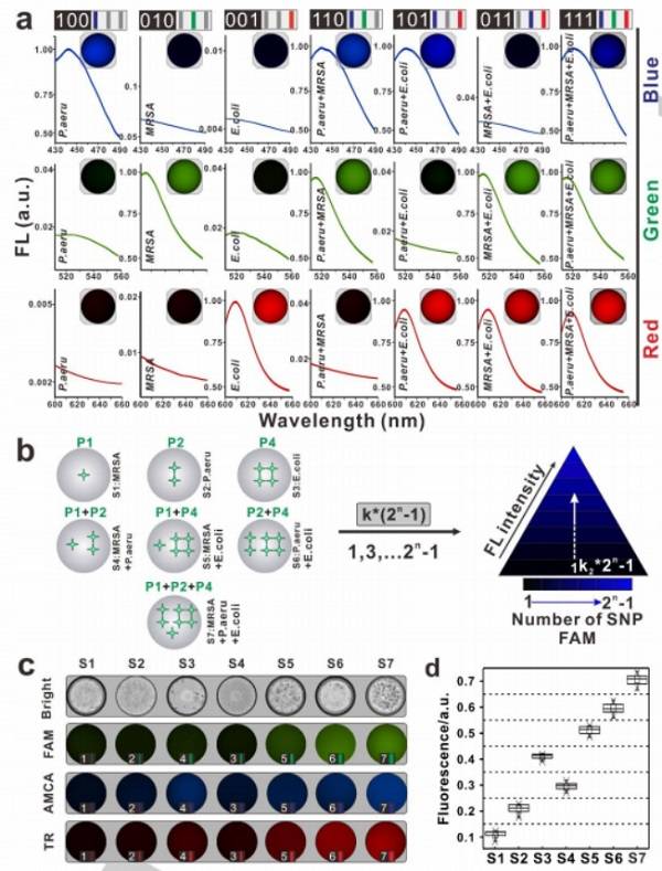 使用基于SDwalker-Drop的颜色或强度编码条形码对细菌进行多重分析