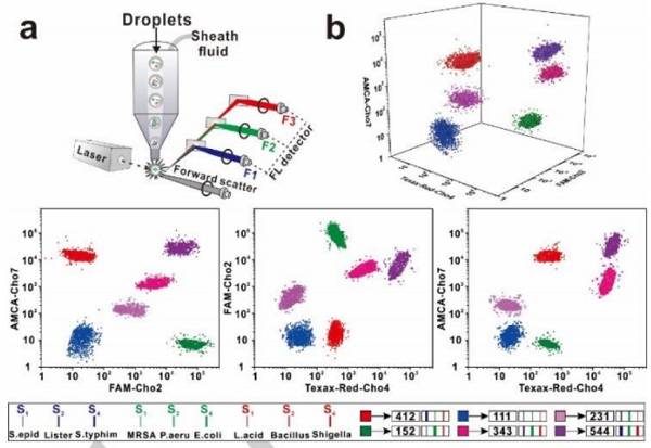 使用基于SDwalker-Drop的颜色和强度编码条形码进行实际样品分析