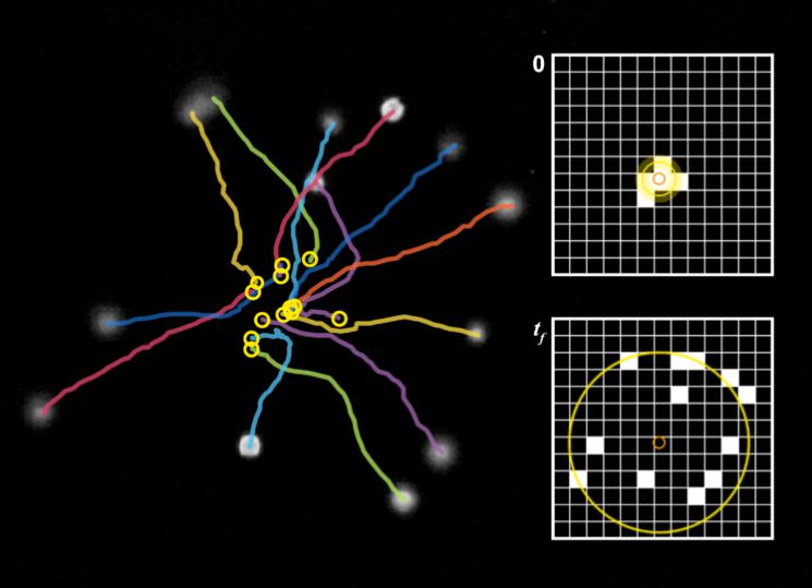 超声波用于测量纤毛细胞的运动