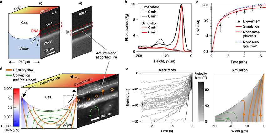 气泡周围的DNA分子发生了明显的聚集。图片来源：Nat. Chem.