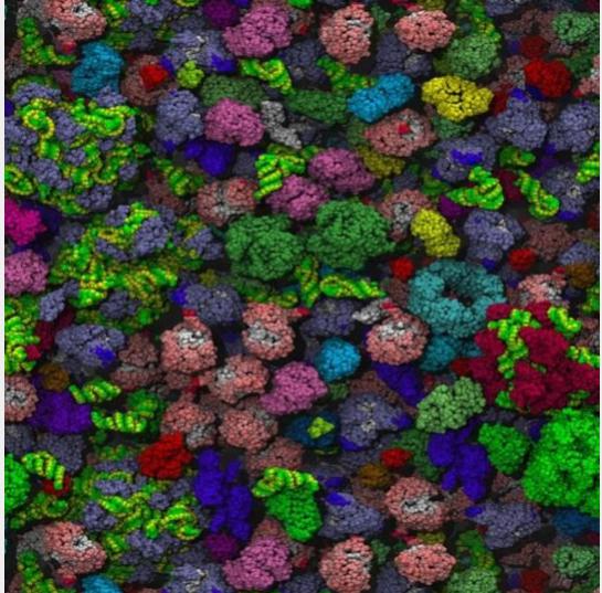 细菌细胞拥挤内部的分子模型