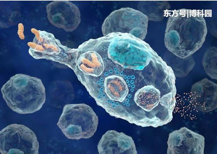 细胞在拥挤的细胞环境中移动得更快？