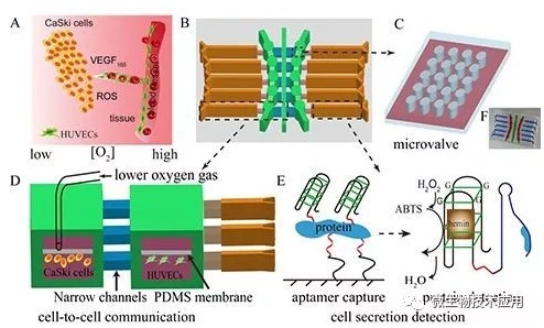常见组织细胞的培养方法