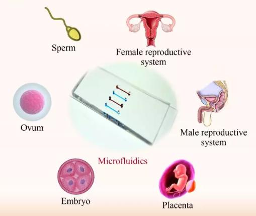 微流控芯片技术在生殖研究中的进展