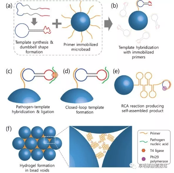 图2  利用琼脂糖微珠通过RCA反应形成DNA水凝胶示意图