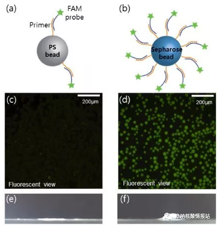图3  验证引物分别固定在聚苯乙烯微珠和琼脂糖微珠上