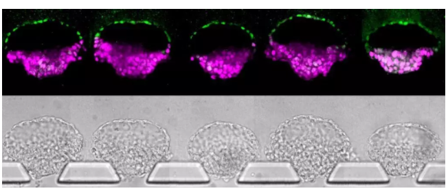 傅剑平实验室研制的一套微流控装置