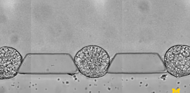 模拟胚胎早期发育