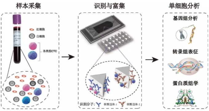 循环肿瘤细胞分析过程示意图