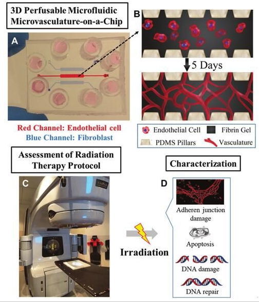 有望减少放射治疗副作用的微流控芯片