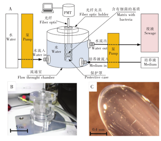 优化后的水体污染物毒性检测传感器