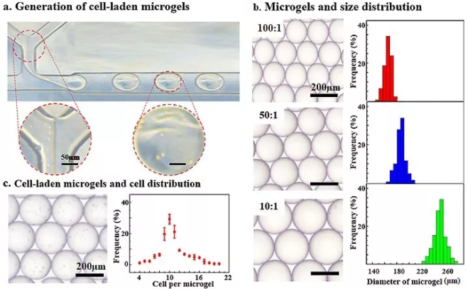 图3：微流控技术制备包载BMSCs的Gel-HA微凝胶