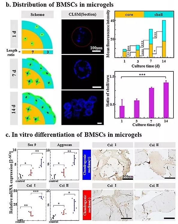 图4：包载BMSC的Gel-HA微凝胶的体外生物学表征。