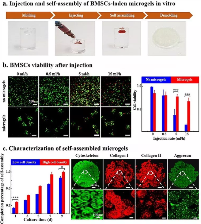 图5：包载BMSCs的Gel-HA微凝胶在体外实现可注射和自组装