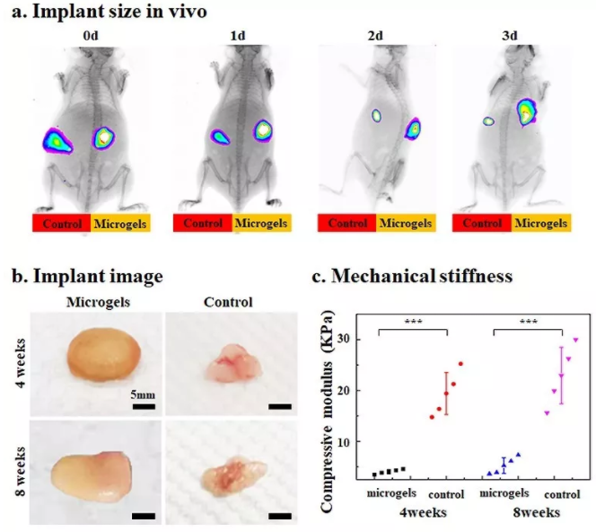图6：包载BMSCs的Gel-HA微凝胶在动物体内实现可注射和自组装