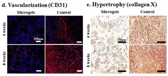 图6：包载BMSCs的Gel-HA微凝胶在动物体内实现可注射和自组装