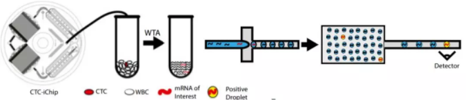 图1.微流控CTC-iChip系统筛查血液中的肝癌的工作原理。