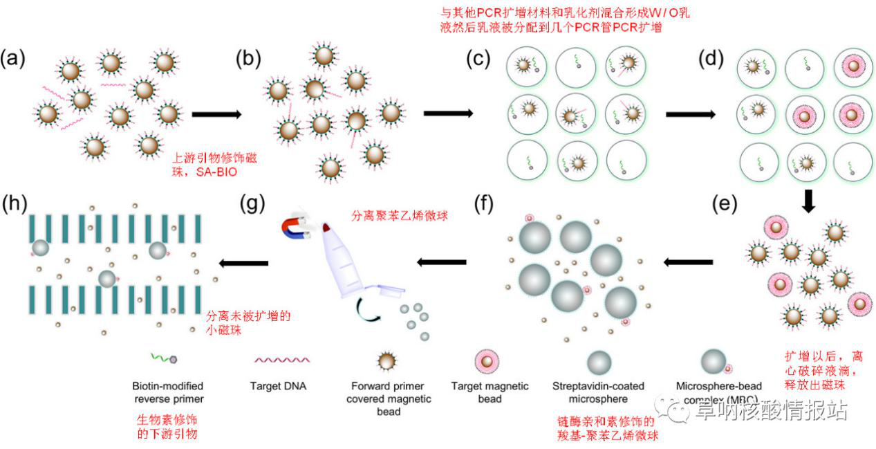 图1 (a)和(b)混合磁珠和上游引物及样品；(c)乳化混合物及聚合酶链反应； (d)放大单目标DNA；(e)液滴破碎；(f)捕获改性聚苯乙烯微球；(g)从微球上分离游离磁珠；(h)捕获磁珠阵列芯片。