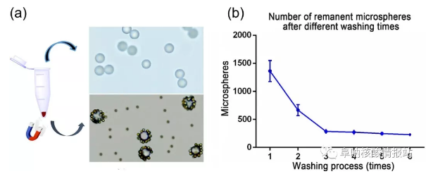 图5 （a）上清液中游离微球和沉淀物中MBCs，研究了不同洗涤次数后残留微球的数量。（b）经过1次、2次洗涤后，残余微球数量急剧减少，3次洗涤后逐渐减少，说明大部分游离微球已被洗涤3次后清除。确定理想的洗涤时间是4。