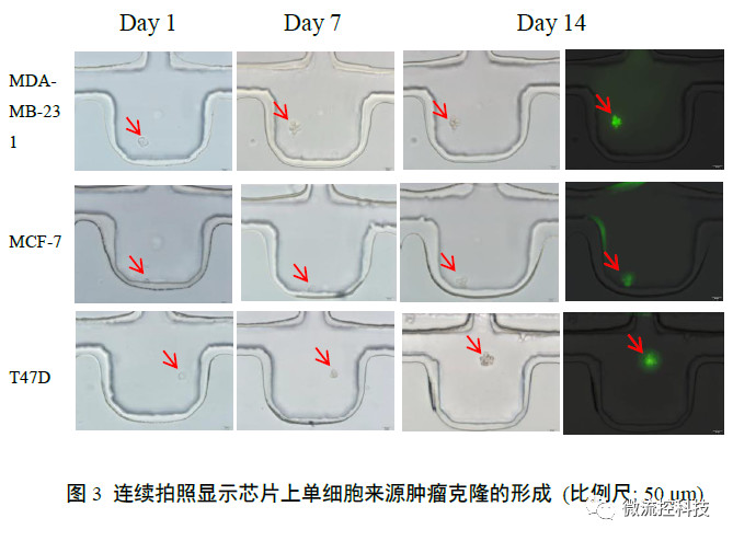 连续拍照显示芯片上单细胞来源肿瘤克隆的形成