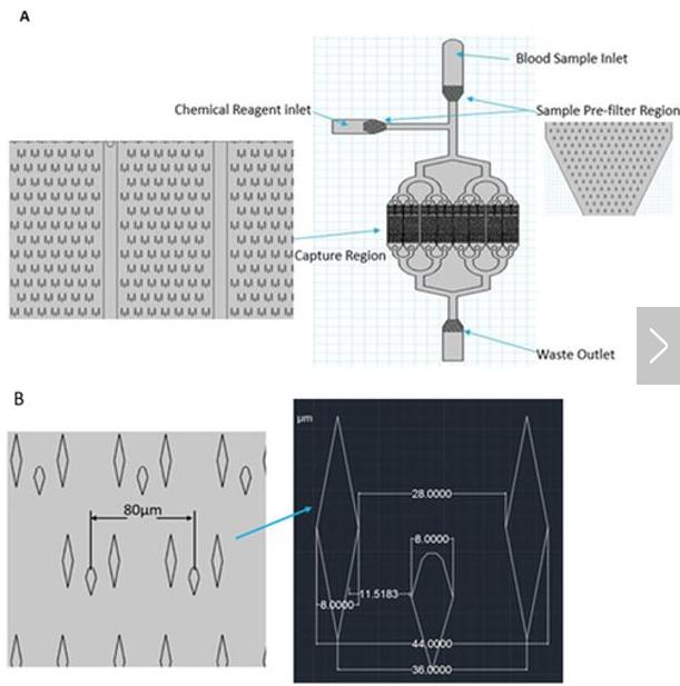 （A）微流控芯片的总体布局；（B）微柱的详细尺寸