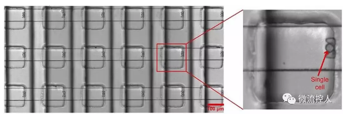Science Advances 宾夕法尼亚州立大学研究人员开发出新型微流控设备可实现在数千个独立活细胞上进行药物测试